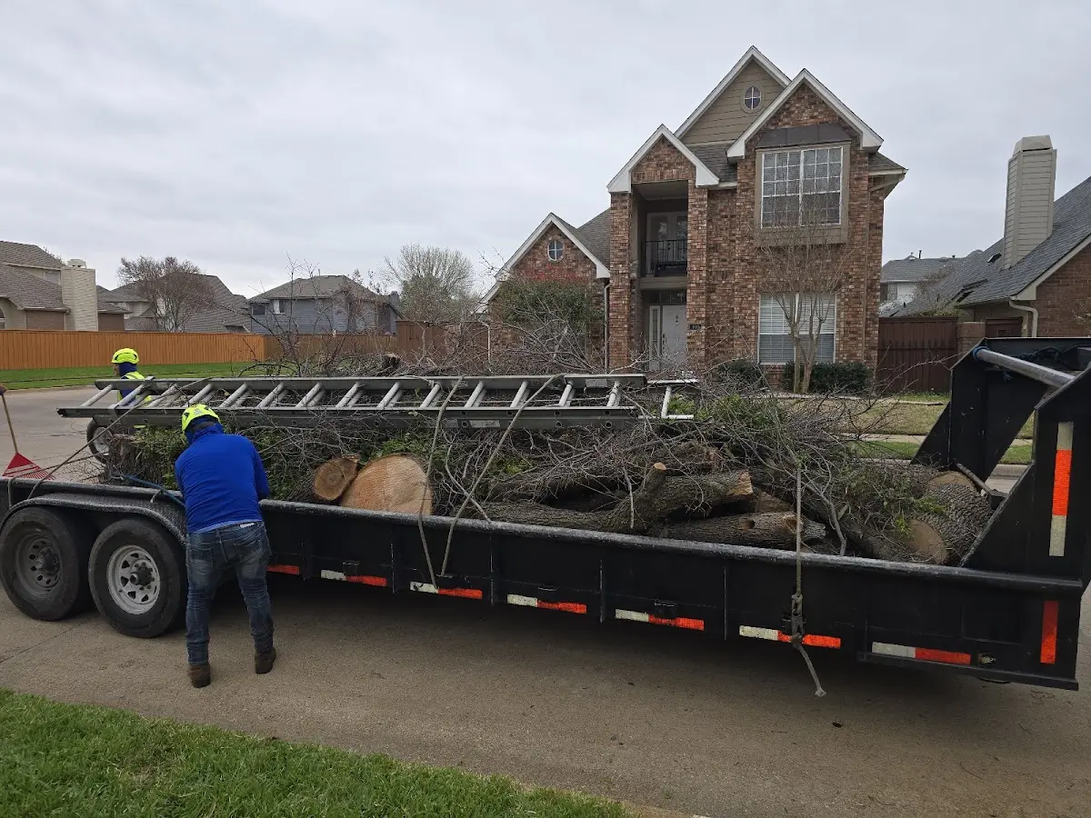 Expert Tree Removal with proper safety equipment in Dawson